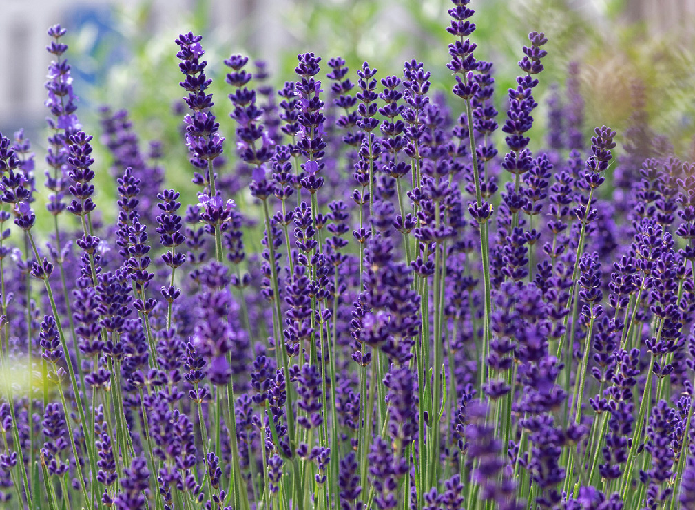  LAVANDULA ANGUSTIFOLIA  EXTRACT